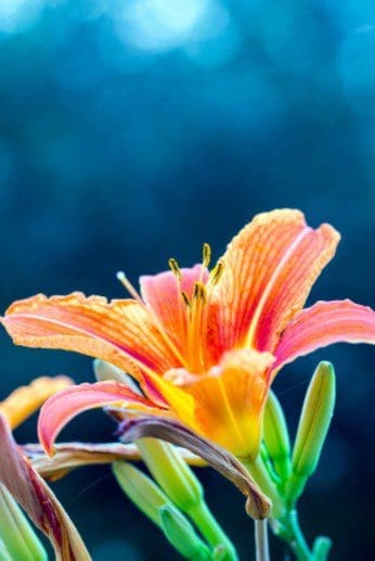 Gladiolas red Gardenfrontier Gladiolas red
