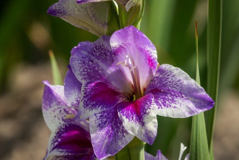 Gladiolas Gardenfrontier Gladiolas