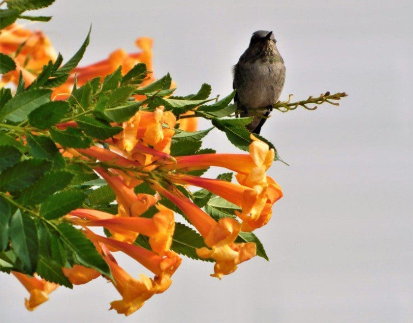 Hummingbird Bush Gardenfrontier Hummingbird Bush
