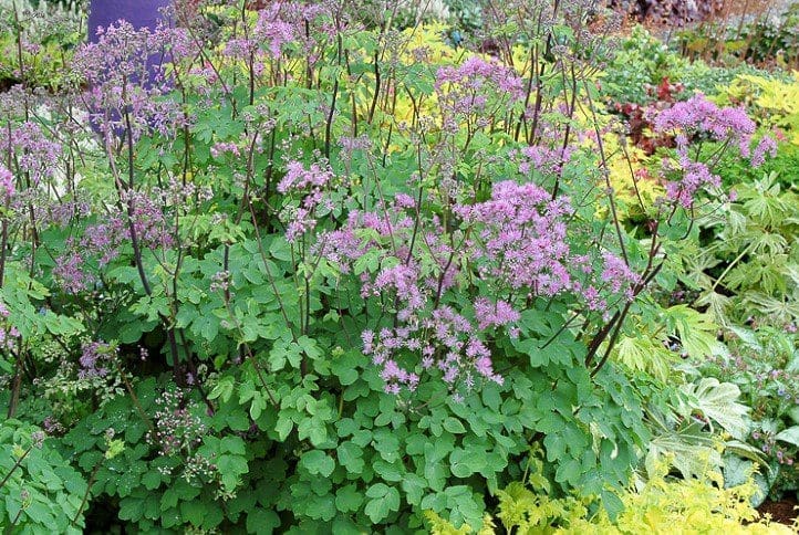Meadow rue Thalictrum Gardenfrontier Meadow rue Thalictrum