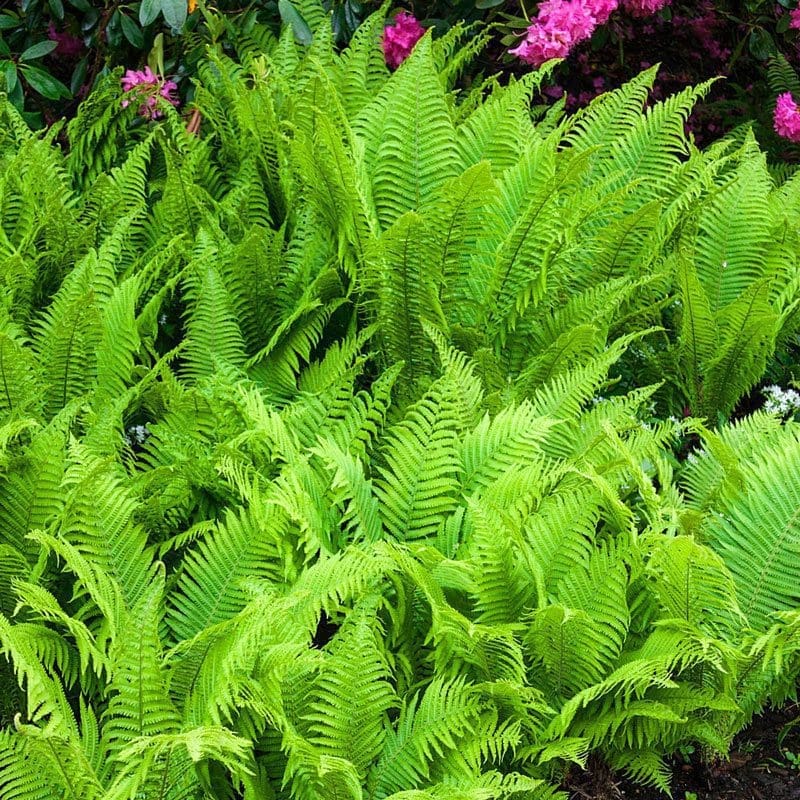 Ostrich Fern Gardenfrontier Ostrich Fern