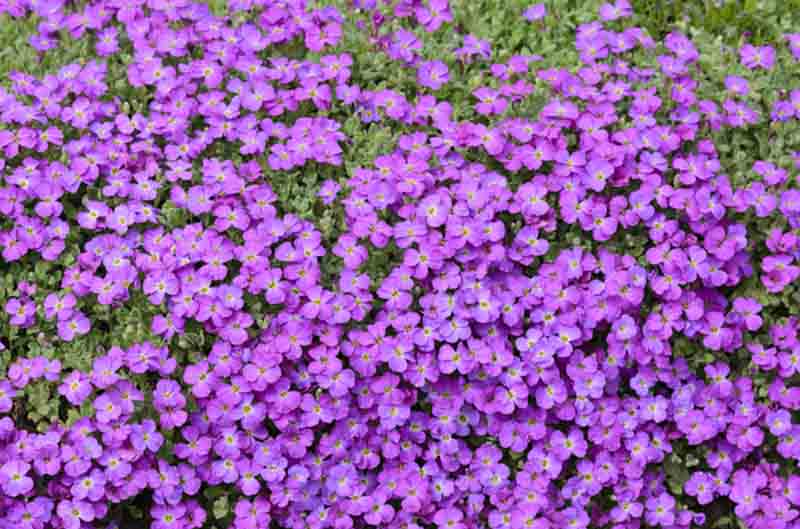 Rock Cress Gardenfrontier Rock Cress