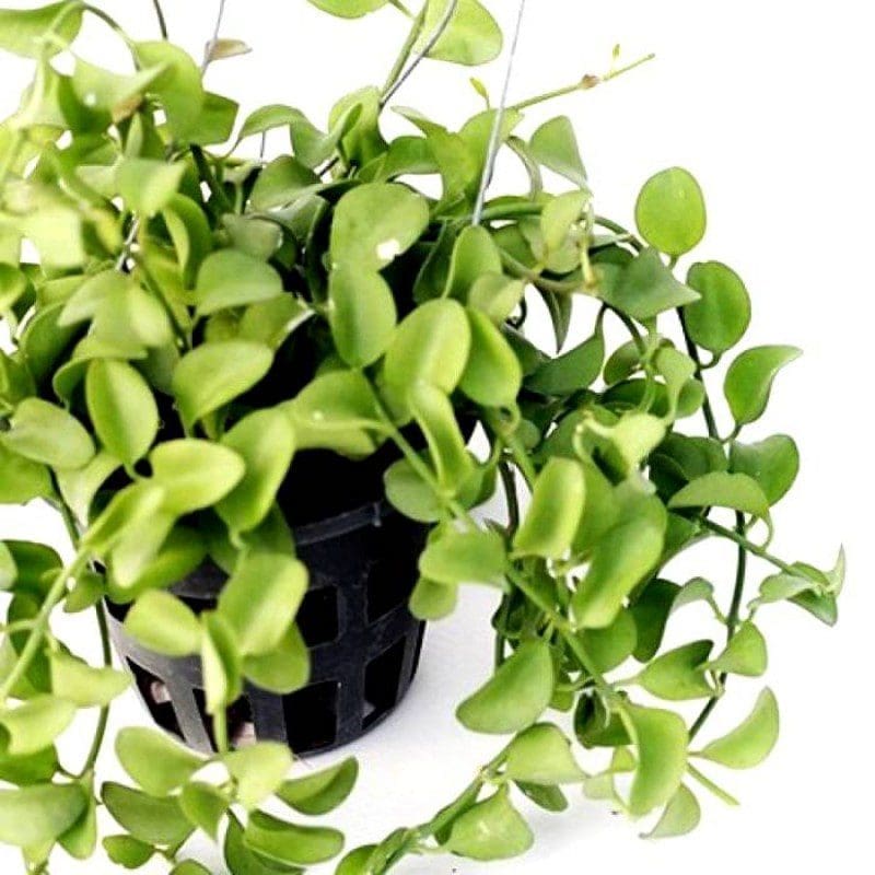 dischidia Gardenfrontier Dischidia Plant