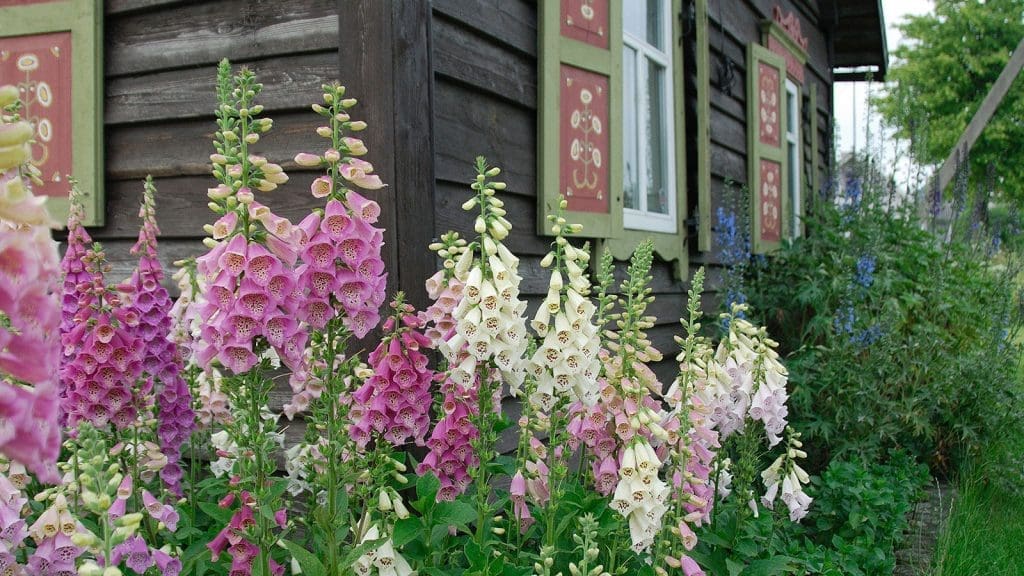foxglove Gardenfrontier foxglove