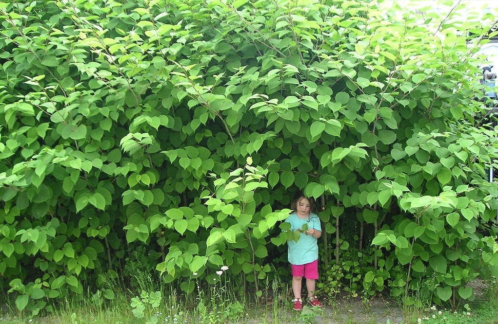 japanese knotweed Gardenfrontier japanese knotweed