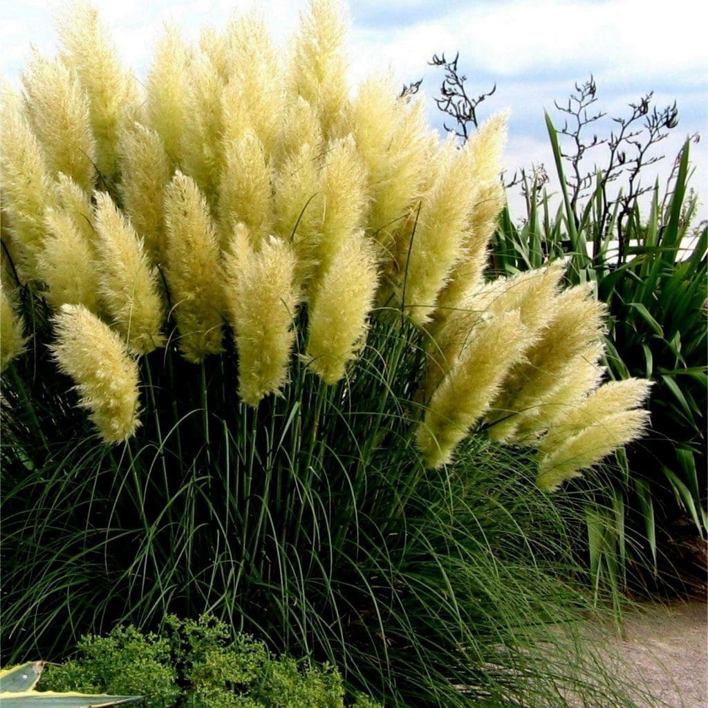 pampas grass Gardenfrontier pampas grass