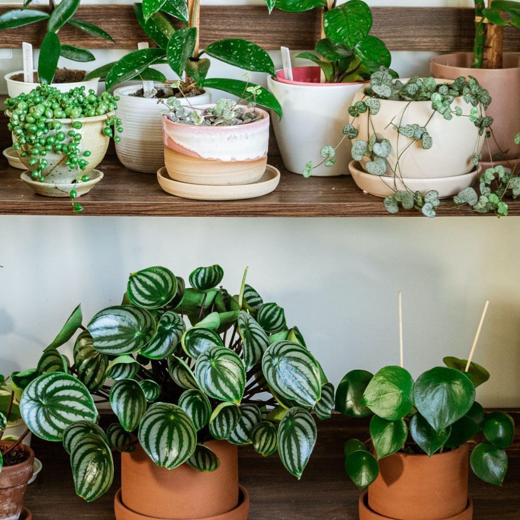 Peperomia Gardenfrontier Peperomia