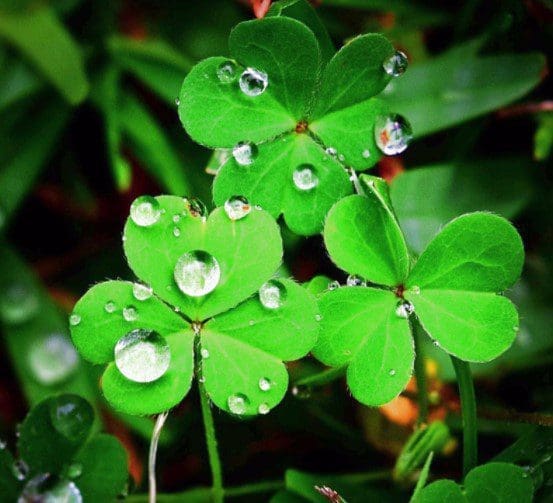 4 Leaf Clover Gardenfrontier 4 Leaf Clover