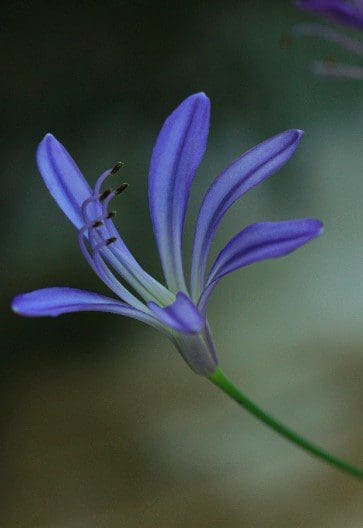 Agapanthus African Lily Gardenfrontier Agapanthus African Lily