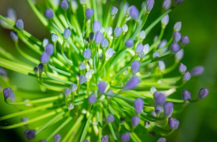 Agapanthus Gardenfrontier Agapanthus