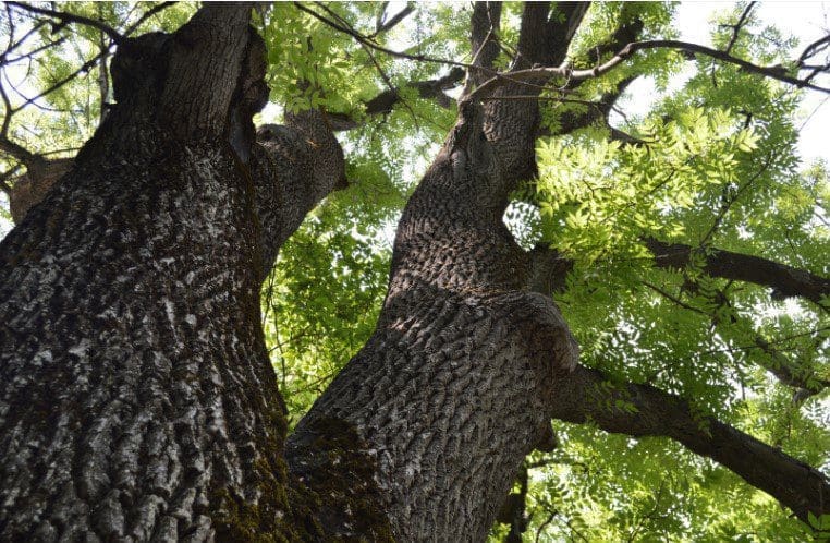 Ash Tree Gardenfrontier Ash Tree