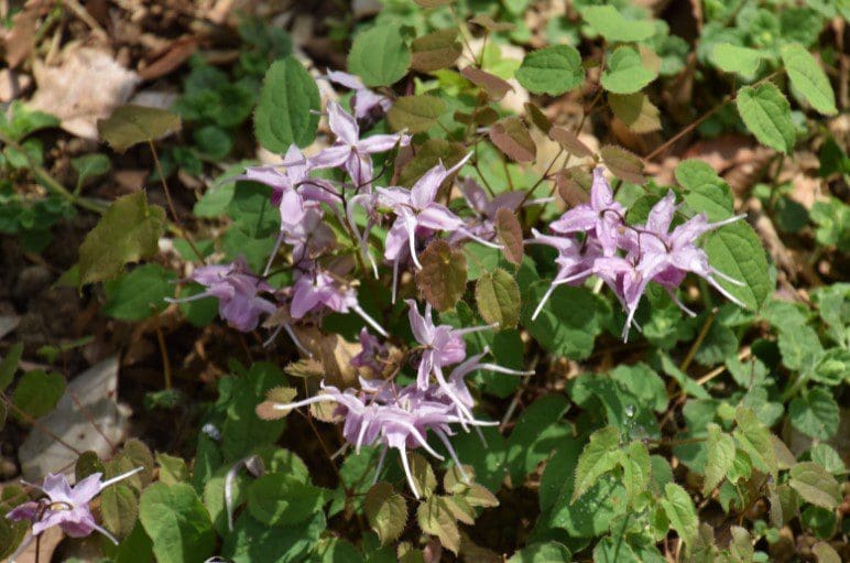 Barrenwort Gardenfrontier Barrenwort