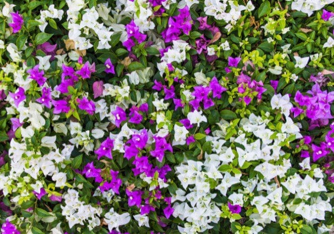 Bougainvillea Gardenfrontier Bougainvillea