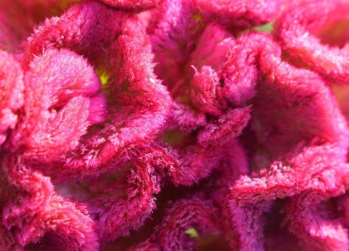 Celosia Gardenfrontier Celosia