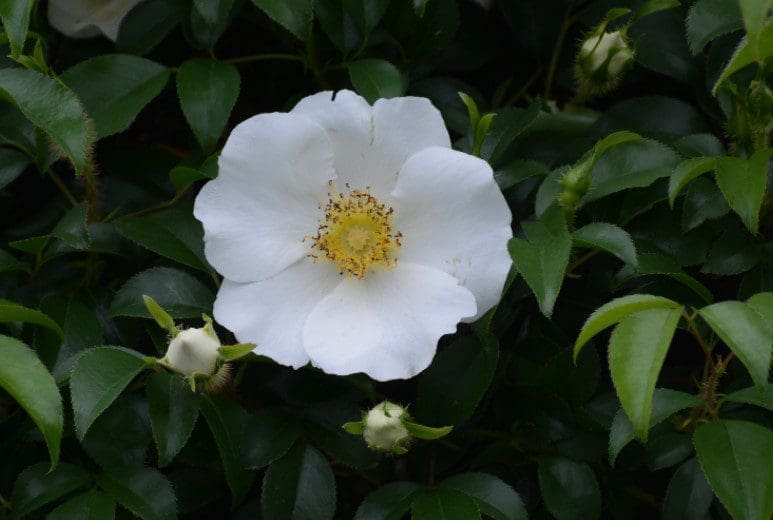 Cherokee Rose Gardenfrontier Cherokee Rose