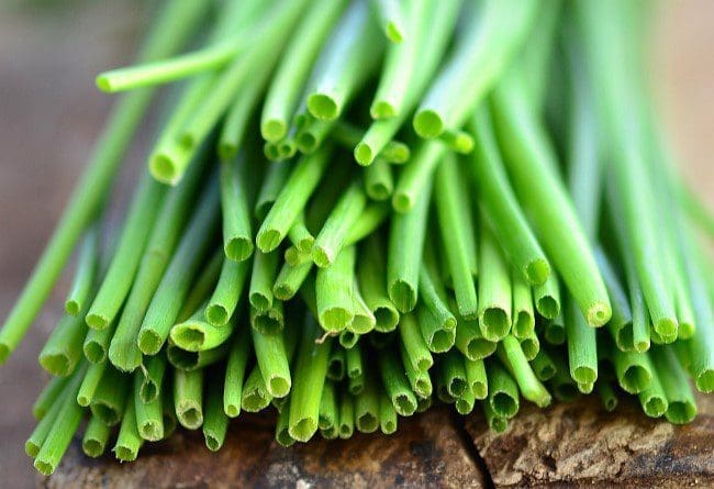 Fresh Chives in a Garden Gardenfrontier A dense clump of bright green chives growing in a garden with pale purple blossoms