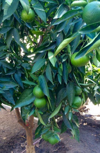 Citrus Tree in Pot Gardenfrontier A small citrus tree growing happily in a terracotta pot