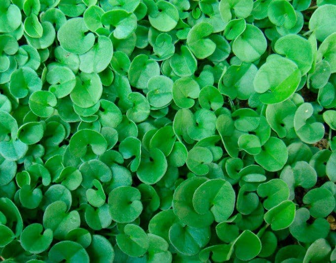 Dichondra Ground Cover Gardenfrontier A lush dense carpet of green Dichondra repens ground cover