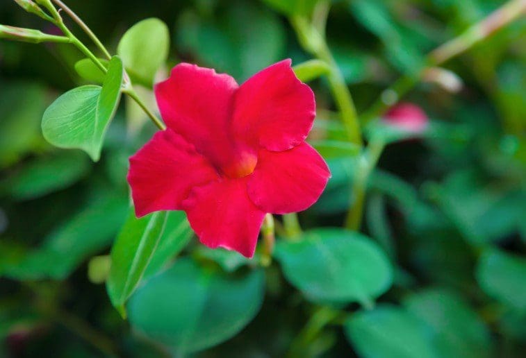 Dipladenia Gardenfrontier Beautiful blooming Dipladenia plant in a garden setting