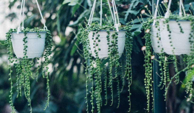 Hanging Succulents Gardenfrontier Hanging Succulents