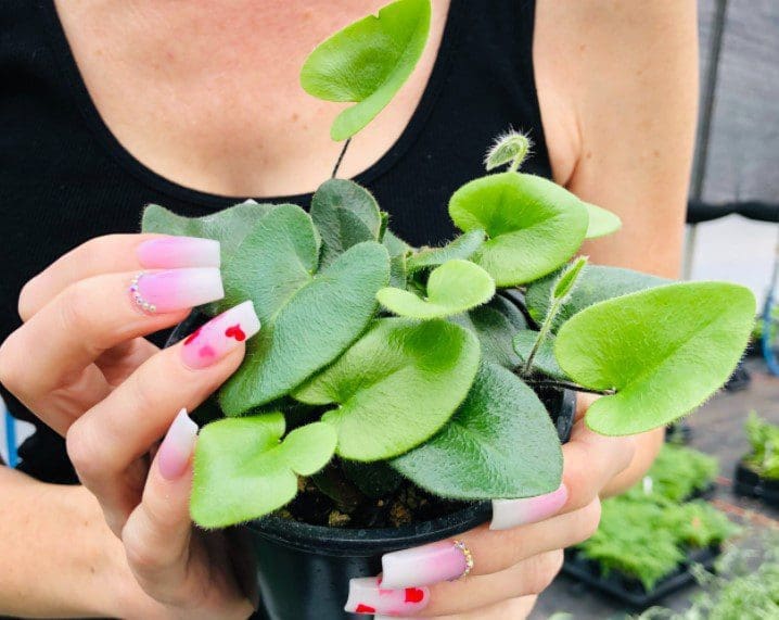 Heart Fern Gardenfrontier Heart Fern