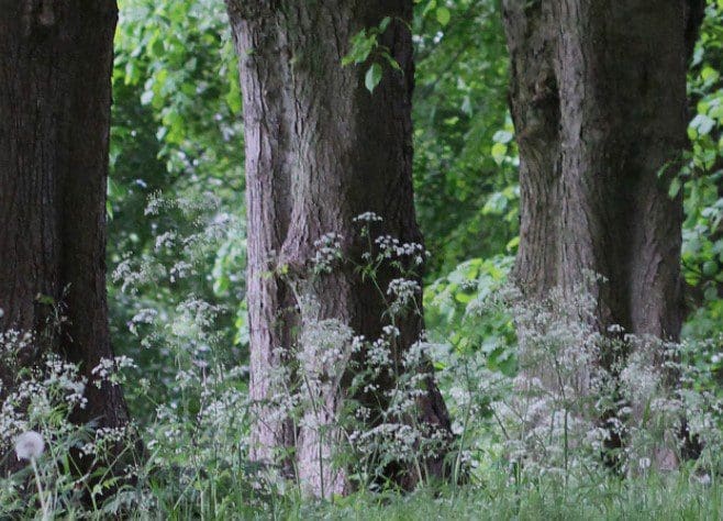 Hemlock Tree Gardenfrontier Hemlock Tree