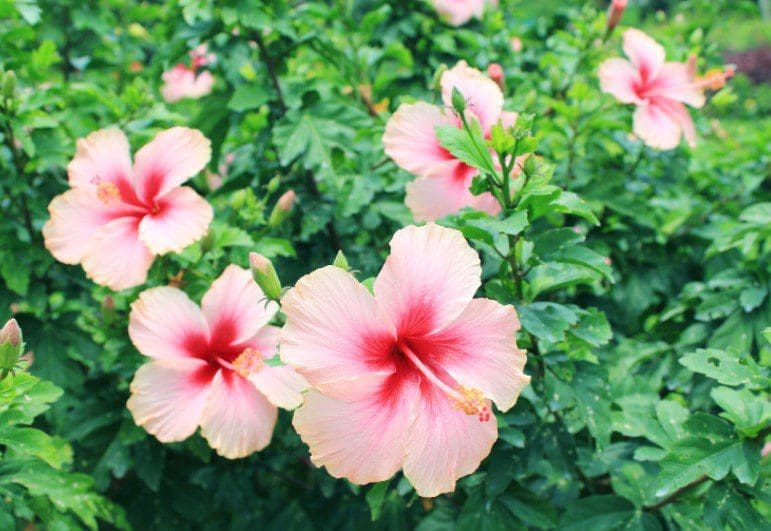 Hibiscus Gardenfrontier Hibiscus