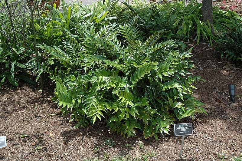 Cyrtomium falcatum Gardenfrontier Cyrtomium falcatum