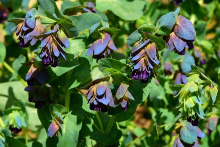Honeywort Gardenfrontier Honeywort