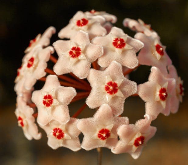 Hoya Carnosa Gardenfrontier Hoya Carnosa