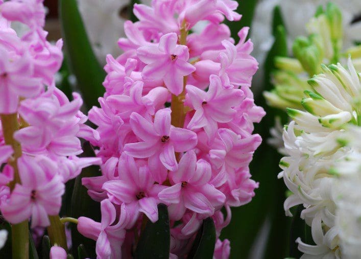 Hyacinth Gardenfrontier Hyacinth