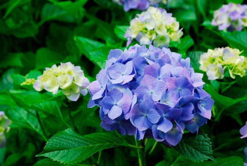 Hydrangea Flowers Gardenfrontier A beautiful cluster of blooming pink and purple hydrangea flowers
