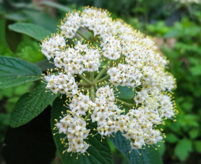 Leatherleaf Viburnum Gardenfrontier Leatherleaf Viburnum