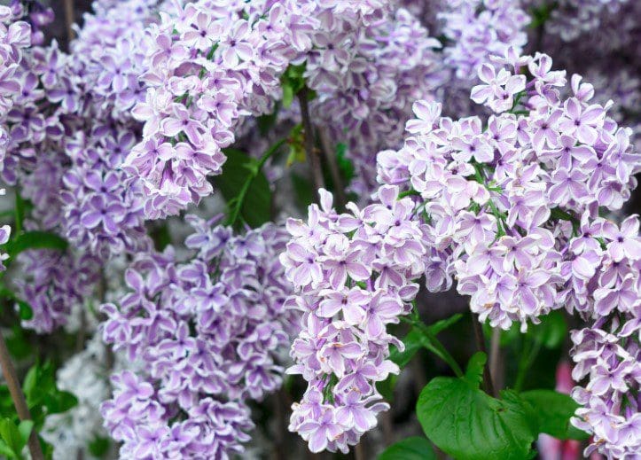 Lilac Tree Gardenfrontier Lilac Tree
