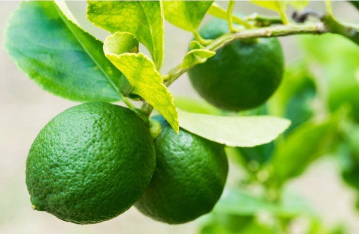 Lime Tree Harvest Gardenfrontier A healthy vibrant green lime tree loaded with fresh unripe green limes