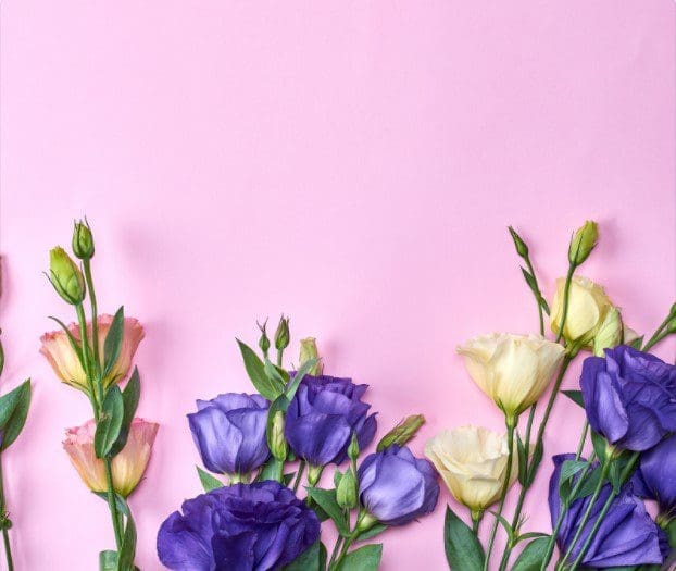 Lisianthus Gardenfrontier A beautiful purple Lisianthus flower in full bloom