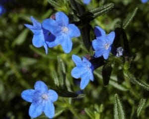 Lithodora Heavenly Blue Gardenfrontier Lithodora Heavenly Blue