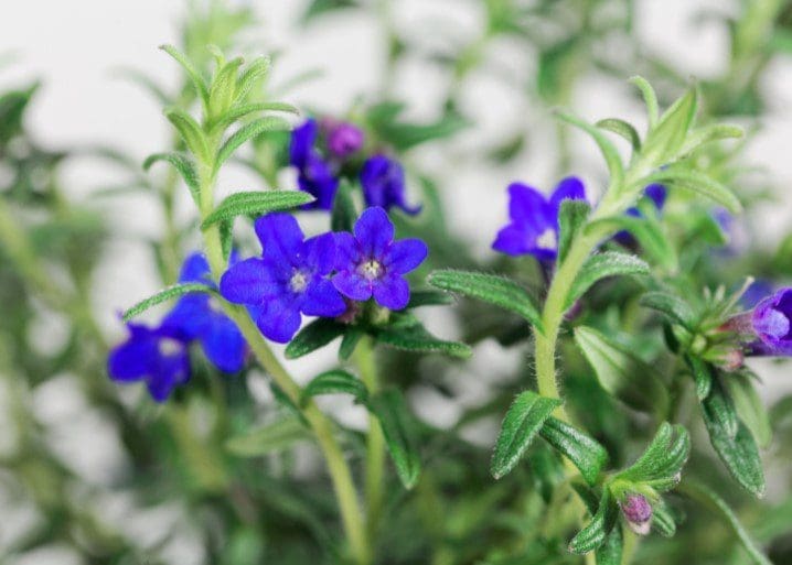 Lithodora Diffusa Gardenfrontier Lithodora Diffusa