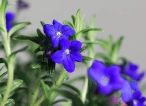 Lithodora Grace Ward Gardenfrontier Lithodora Grace Ward