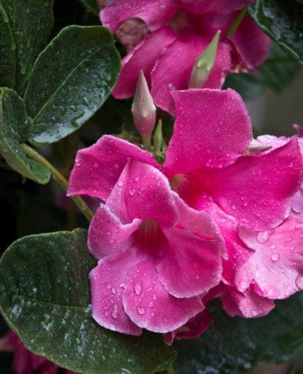 Mandevilla Vine Gardenfrontier Vigorous Mandevilla vine climbing on a trellis