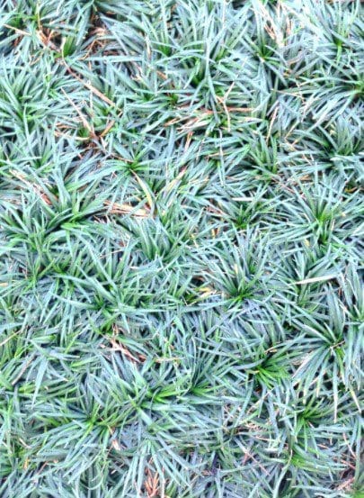 Mini Mondo Grass Gardenfrontier Mini mondo grass growing as a low ground cover between garden stones
