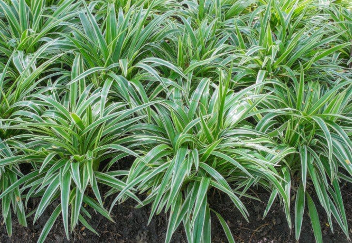 Mondo Grass vs Liriope Gardenfrontier Mondo grass and liriope growing as evergreen ground covers along a shaded garden border