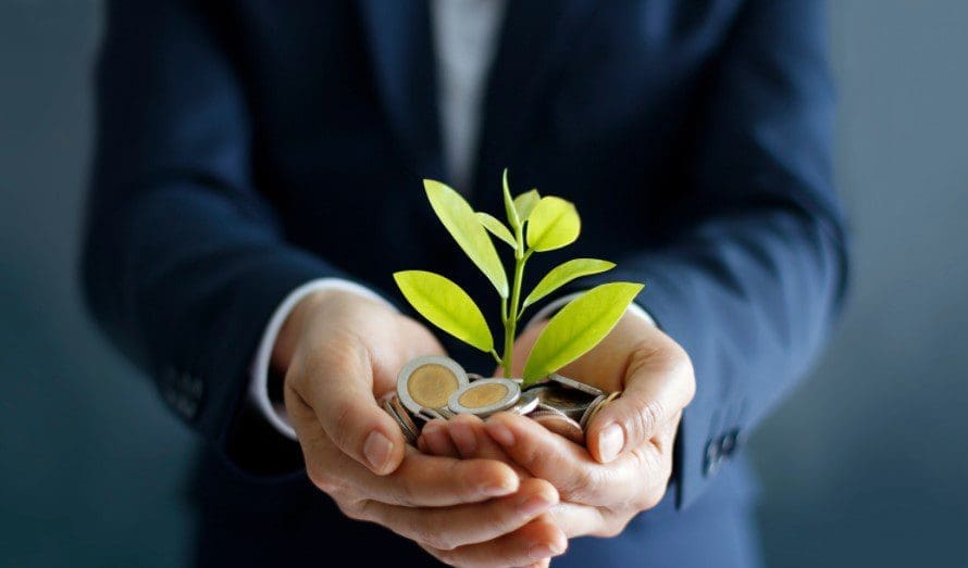 Money Plant Gardenfrontier Money Plant