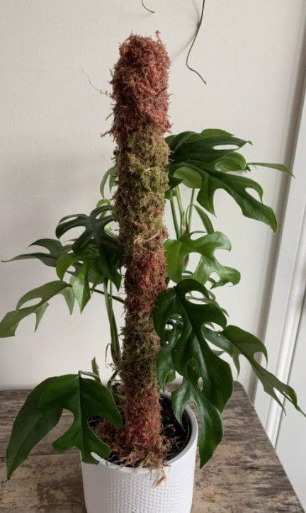 Moss Pole Gardenfrontier Moss Pole