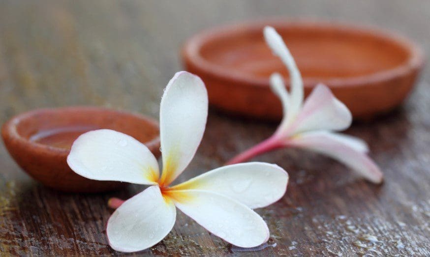 Plumeria Gardenfrontier Plumeria
