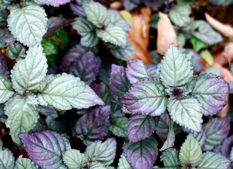 Purple Waffle Plant Gardenfrontier A dense beautiful Purple Waffle Plant showing off its crinkled green leaves with purple undersides