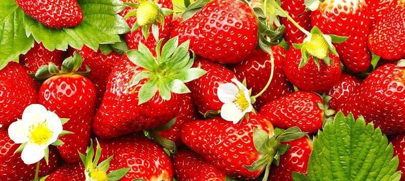 Quinault Strawberries Gardenfrontier Quinault Strawberries
