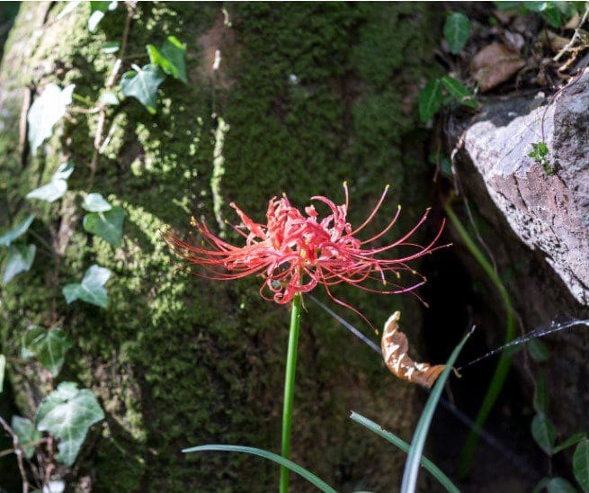 Red Spider Lily Gardenfrontier Red Spider Lily