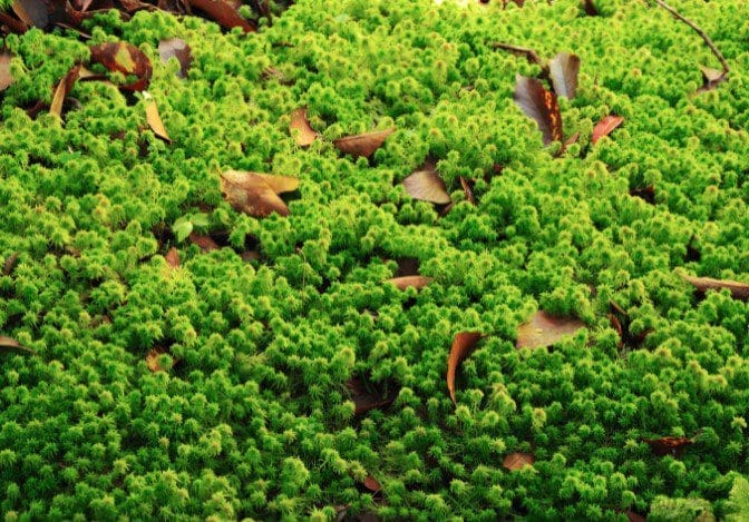 Sphagnum Moss Gardenfrontier Sphagnum Moss