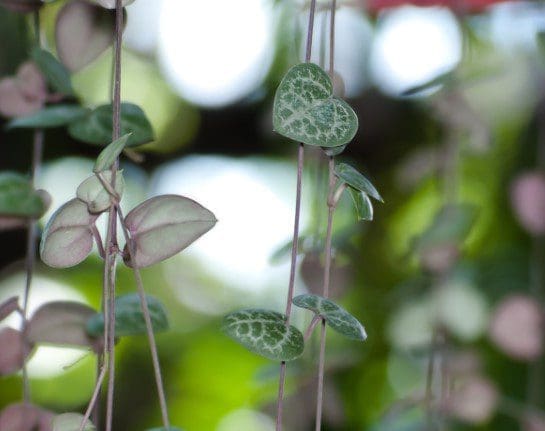 String Of Hearts Gardenfrontier String Of Hearts